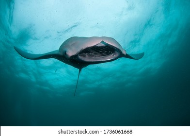 Manta Ray Feeding On Plankton, Hanifaru Bay, Maldives.