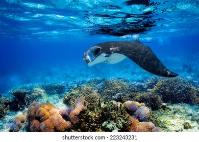 Manta ray filter feeding above a coral reef in the blue Komodo waters