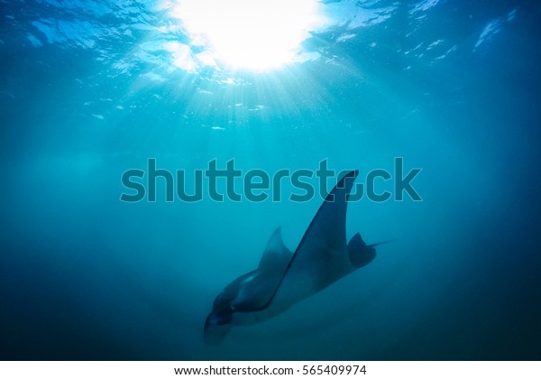 Manta Ray Filter Feeding Above Coral Stock Photo Edit Now 565409974