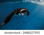 Manta ray fish swims in ocean. Snorkeling with sting ray fish in blue sea