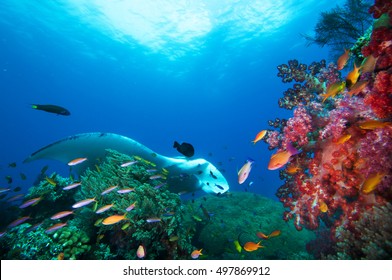 Manta Ray, fishes and coral reef.  - Shutterstock ID 497869912
