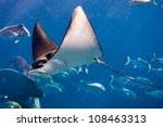 Manta ray floating underwater among other fish