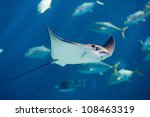 Manta ray floating underwater among other fish