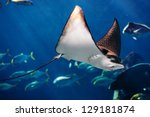 Manta ray floating underwater among other fish