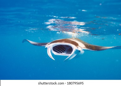Manta ray floating underwater among plankton