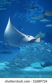 Manta ray floating underwater among other fish