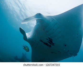 Manta ray flying through over the cleaning station. Yap island, Federated States of Micronesia. (close up)