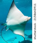 Manta Ray in full span with underbelly facing camera. In tank with other rays and sharks at Seaworld Australia.