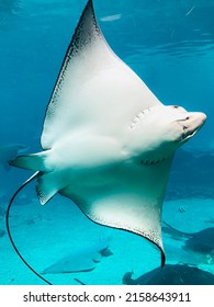 Manta Ray In Full Span With Underbelly Facing Camera. In Tank With Other Rays And Sharks At Seaworld Australia.