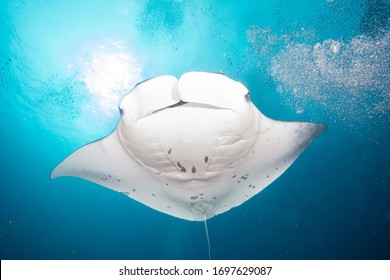 Manta Ray In Gan Island Maldives 