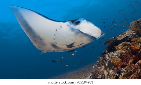 Manta Ray Getting A Good Clean At Manta Point