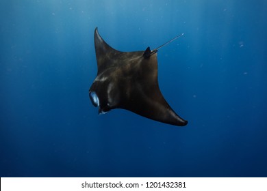 Manta Ray Gliding Into The Deep