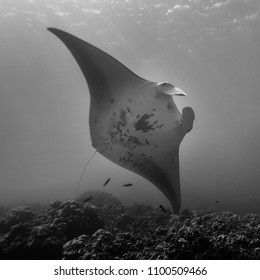 Manta Ray Hawaii Stock Photo 1100509466 | Shutterstock