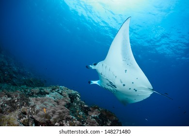 Manta Ray In Indian Ocean - Maldives, North Male Atoll