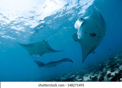 Manta Ray In Indian Ocean - Maldives, North Male Atoll