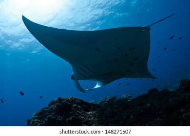 Manta Ray In Indian Ocean - Maldives, North Male Atoll