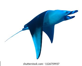 Manta Ray Isolated On White Background 