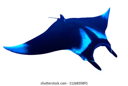 Manta Ray Isolated On White Background 