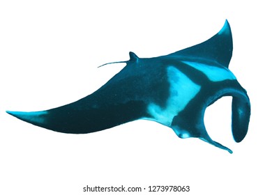 Manta Ray Isolated On White Background 