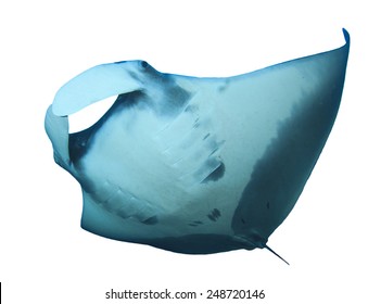 Manta Ray Isolated On White