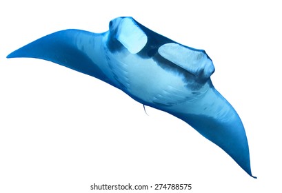 Manta Ray Isolated On White Background