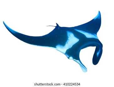 Manta Ray Isolated On White Background