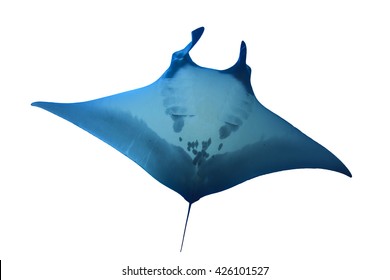 Manta Ray Isolated On White Background