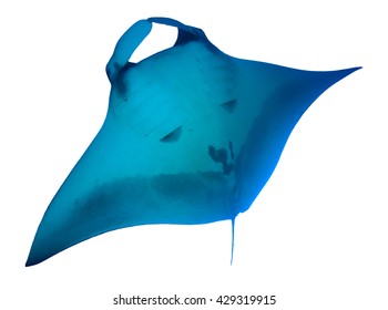 Manta Ray Isolated On White Background