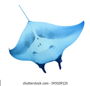 Manta Ray Isolated On White Background