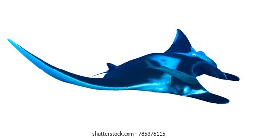 Manta Ray Isolated On White Background