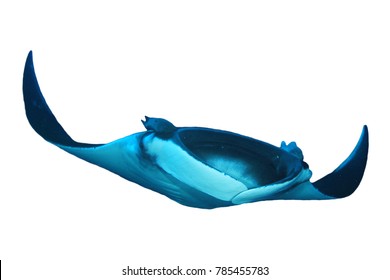 Manta Raya Images, Stock Photos & Vectors | Shutterstock