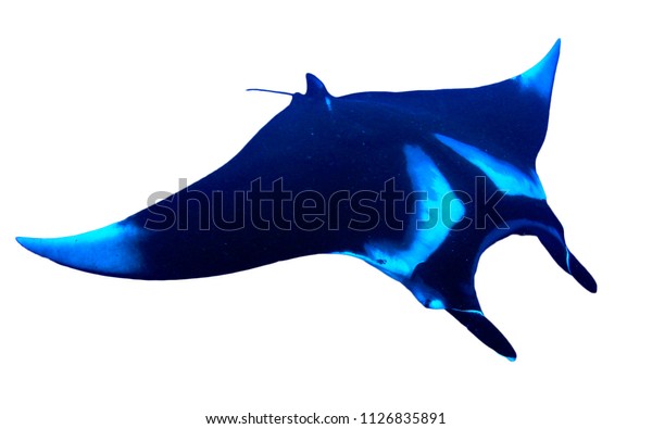 Manta Ray Isolated On White Background Stock Photo (Edit Now) 1126835891