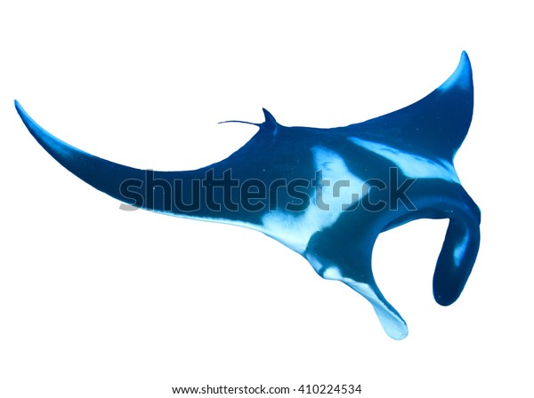 Manta Ray Isolated On White Background Stock Photo (Edit Now) 410224534