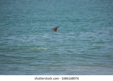 Manta Ray Jumping From The Ocean Water