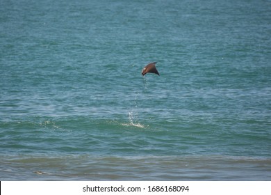 Manta Ray Jumping From The Ocean Water