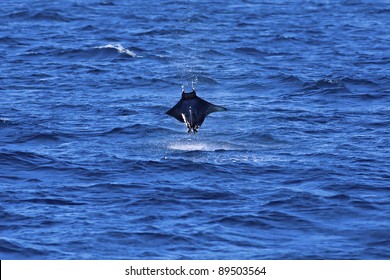 Manta Ray Jumping Out Of The Pacific Ocean