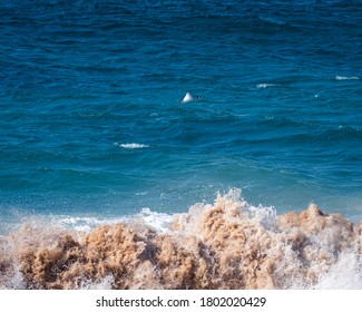 A Manta Ray Jumping Out Of The Water After A Wave Just Passed