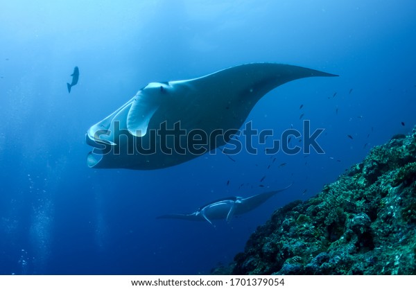 Manta Ray is\
 the largest type of ray in the\
world