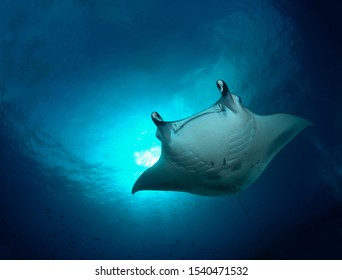 Manta Ray From The Maldives