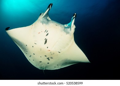 Manta Ray From The Maldives