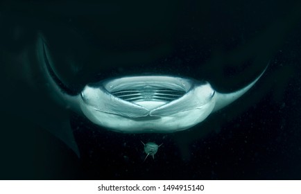 Manta Ray Maldives Diving 