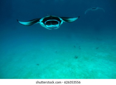 Manta Ray In Maldives Ocean