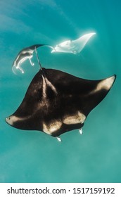 Manta Ray Mating Chain -  Group Of Manta Rays Swimming Together In A Mating Chain, Males Chasing The Female In Clear Water