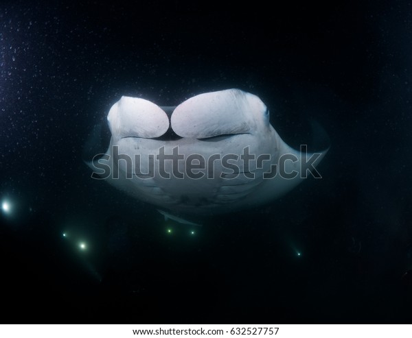 Manta ray at night\
dive