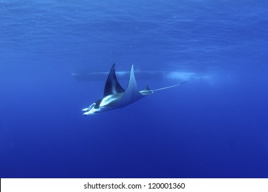 Manta Ray At Ni'ihau, Hawaii