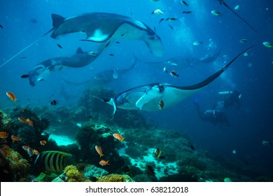 Manta Ray On Cleaning Station In Komodo National Park