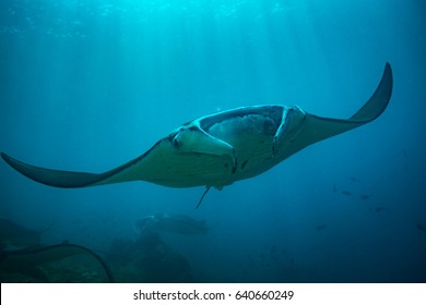 Manta ray on cleaning station in Komodo national park