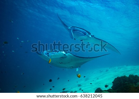 Manta ray on cleaning station in Komodo national park
