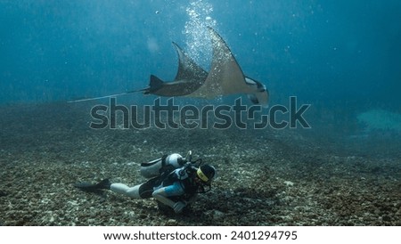 Manta ray on a dive in Komodo National Park, Indonesia
