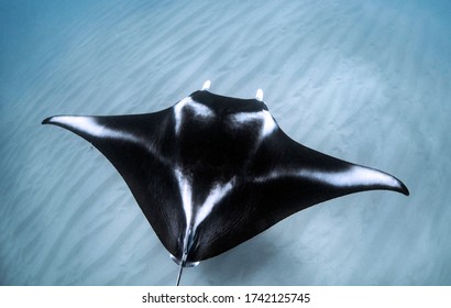 Manta Ray outline swimming over sand ridges in clear water off the Ningaloo Reef, Western Australia
